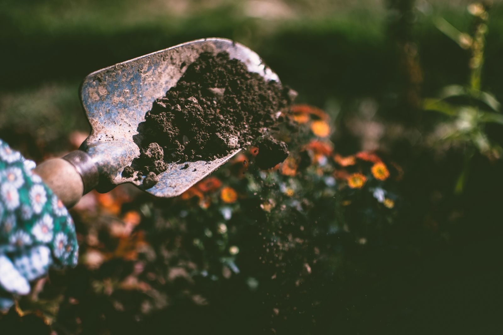 Hand holding a garden trowel with dark rich soil in a flower garden