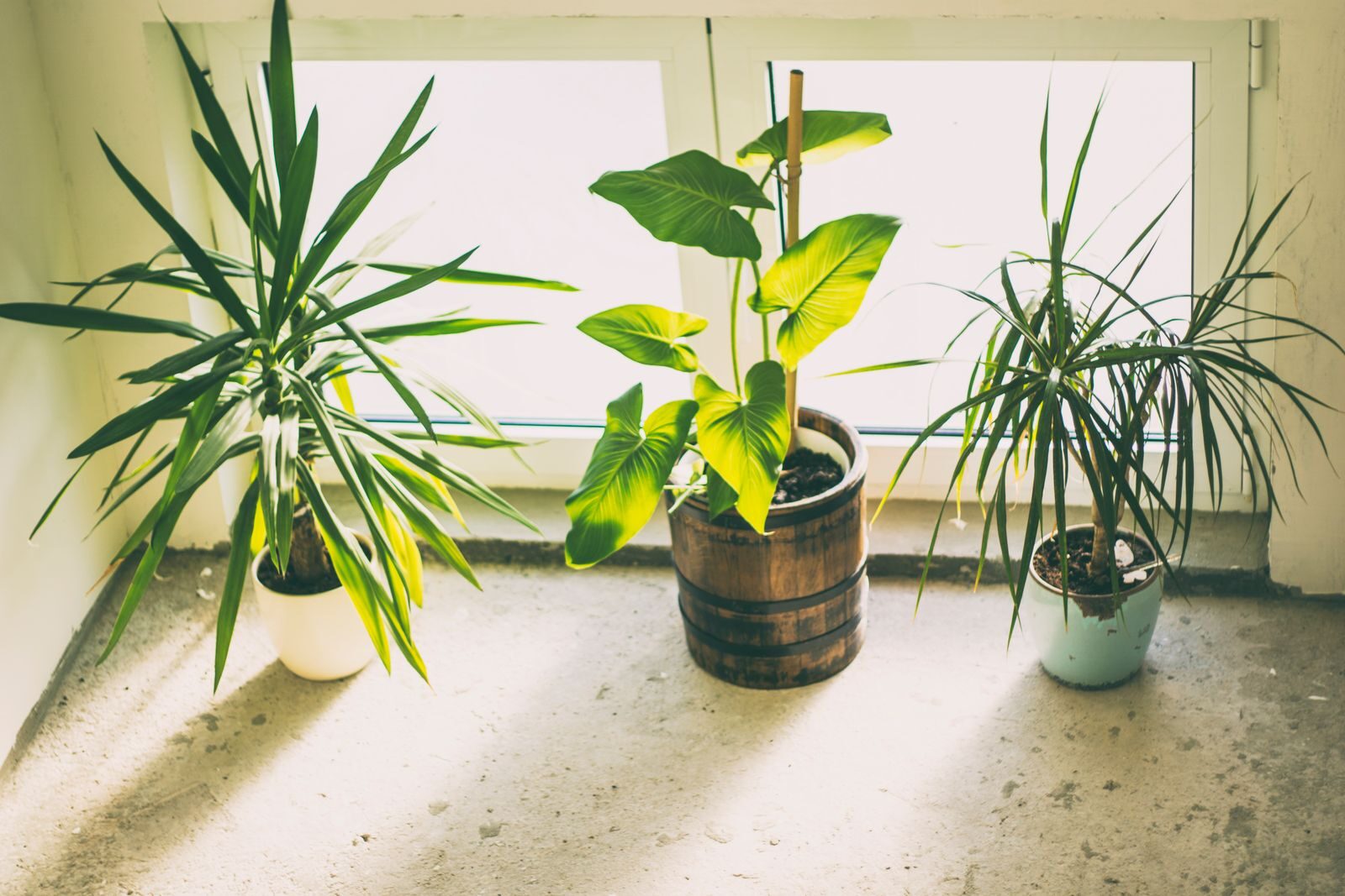 Three indoor potted plants on a concrete windowsill in natural light.