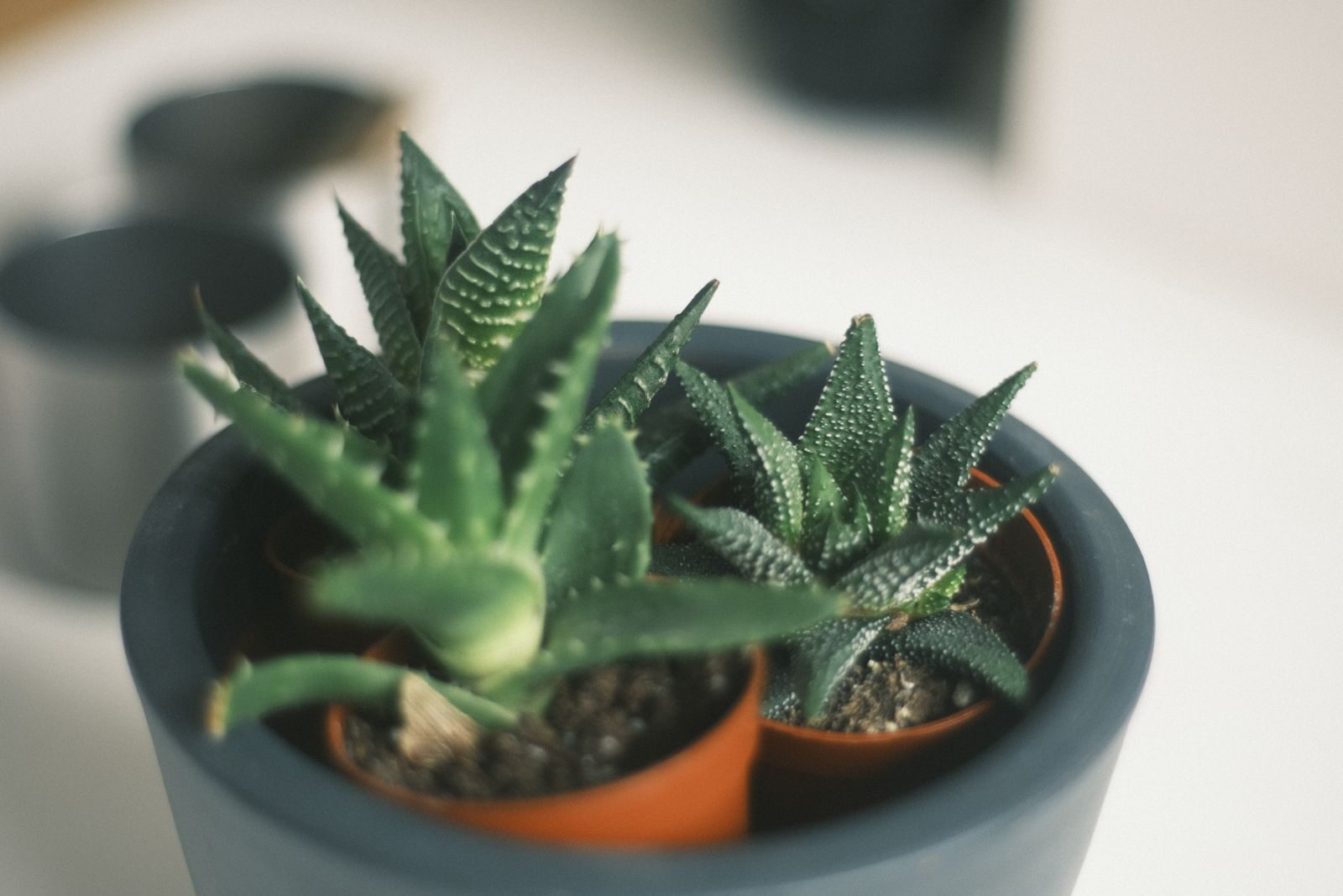 Aloe and succulents in pots, CAM plants that take in carbon dioxide and release oxygen at night