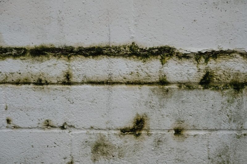 Mould in the Home: What the Biology Shows and What Works