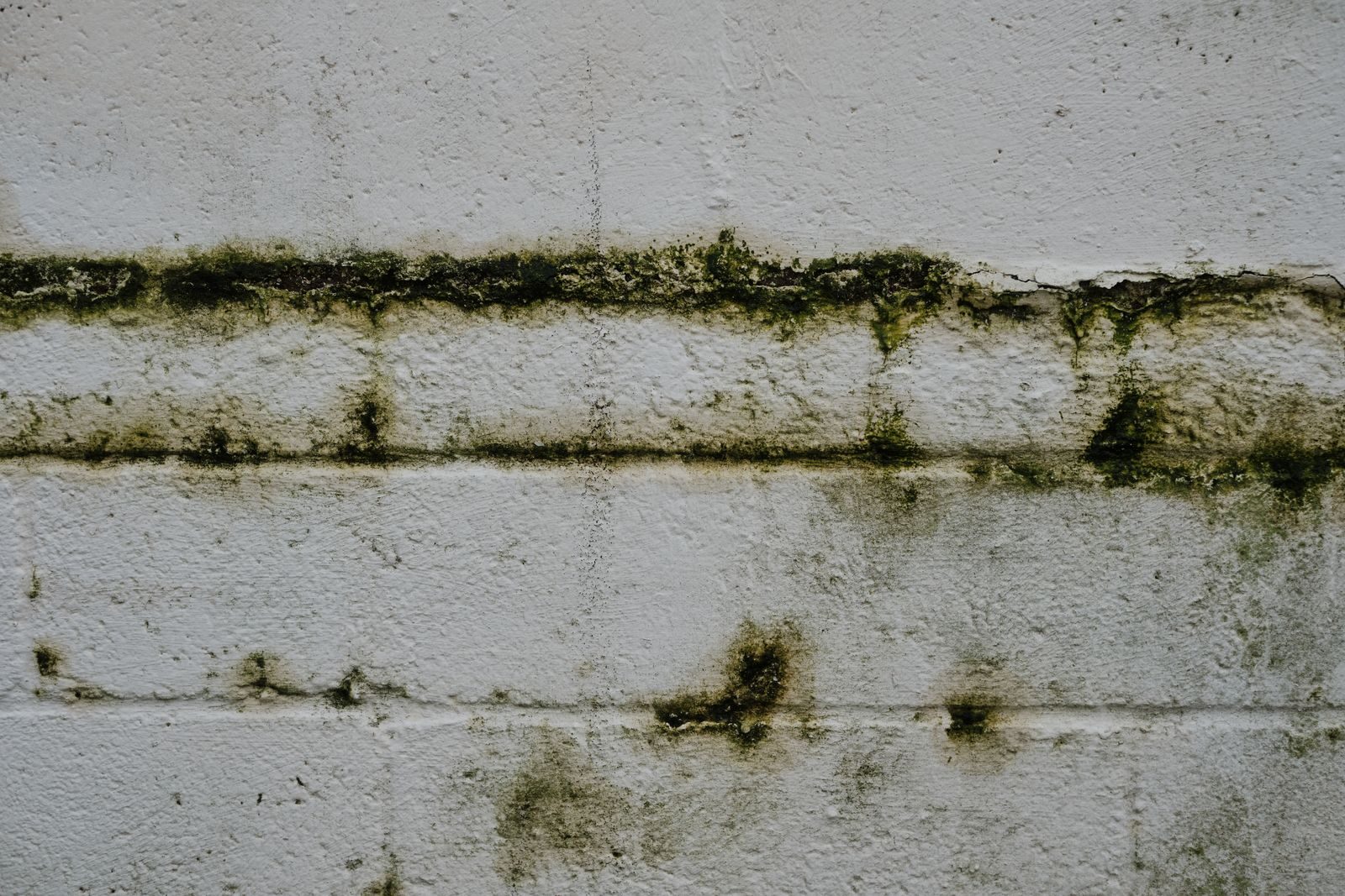 Dark green and black mould growth along mortar lines on a white brick wall showing typical household mould appearance