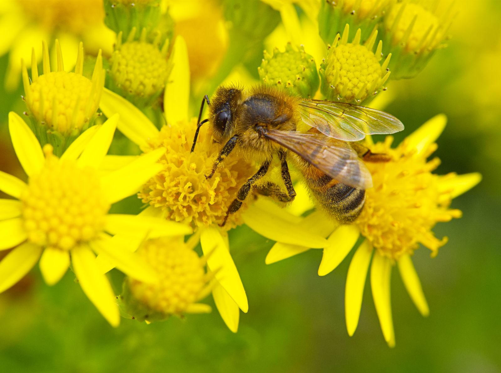 A bee feeding on yellow native flowers, showing the link between native plants and pollinators