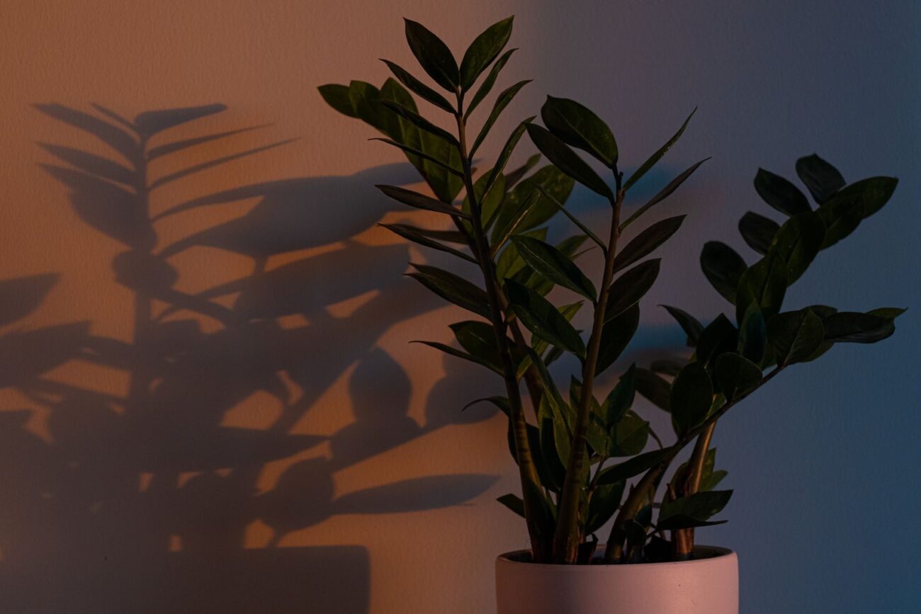 A ZZ plant in a dim, low-light room, one of the shade-tolerant plants that cope with little light