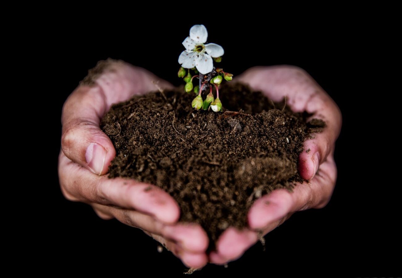 Hands holding dark crumbly soil with a young plant growing, a sign of healthy living soil