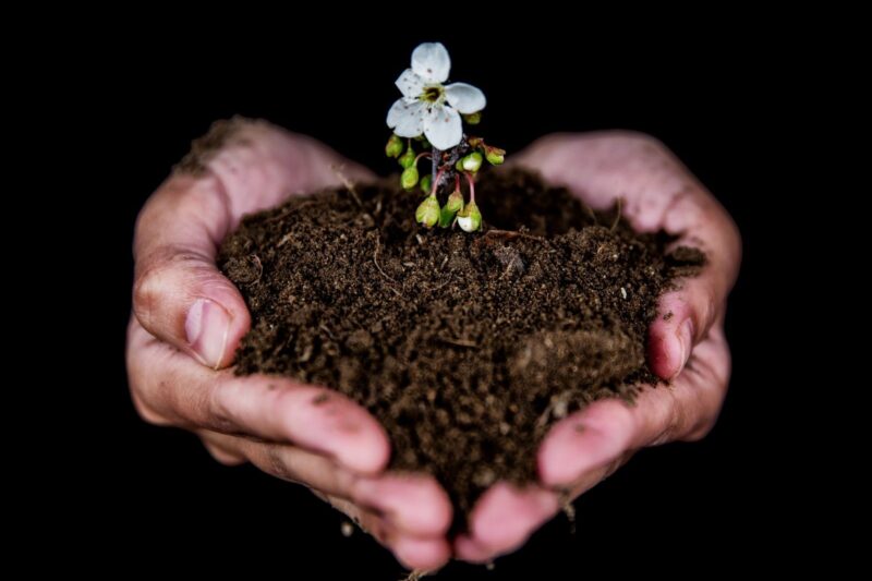 How to Tell If Your Soil Is Alive: The Signs of Healthy Soil