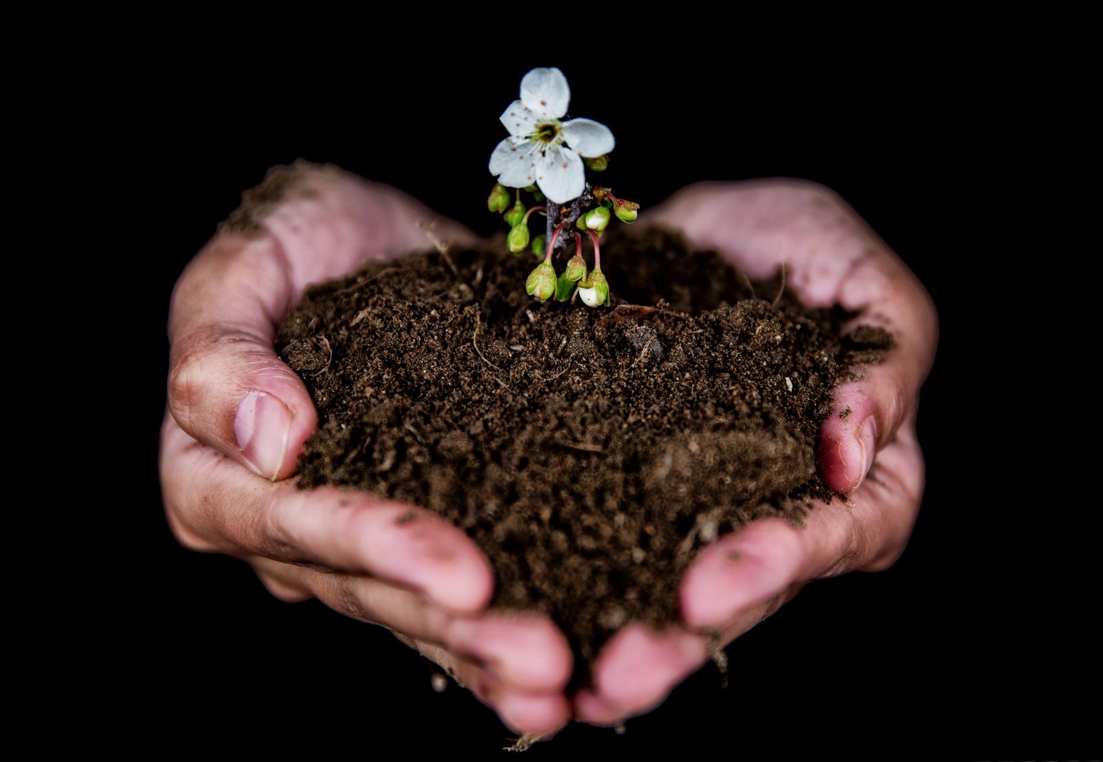 Hands holding dark crumbly soil with a young plant growing, a sign of healthy living soil