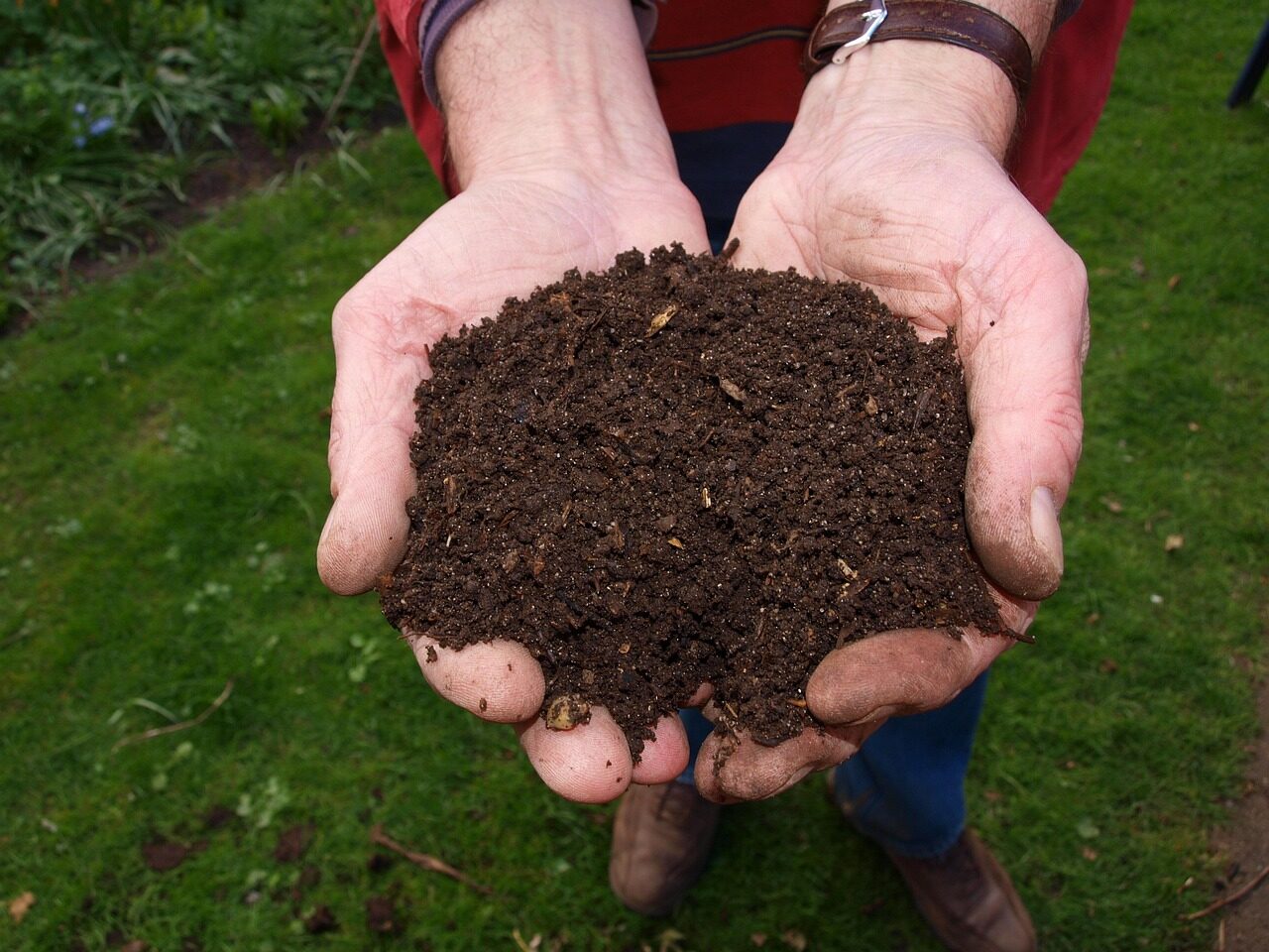 Two hands holding dark rich compost soil showing healthy organic matter in a garden setting