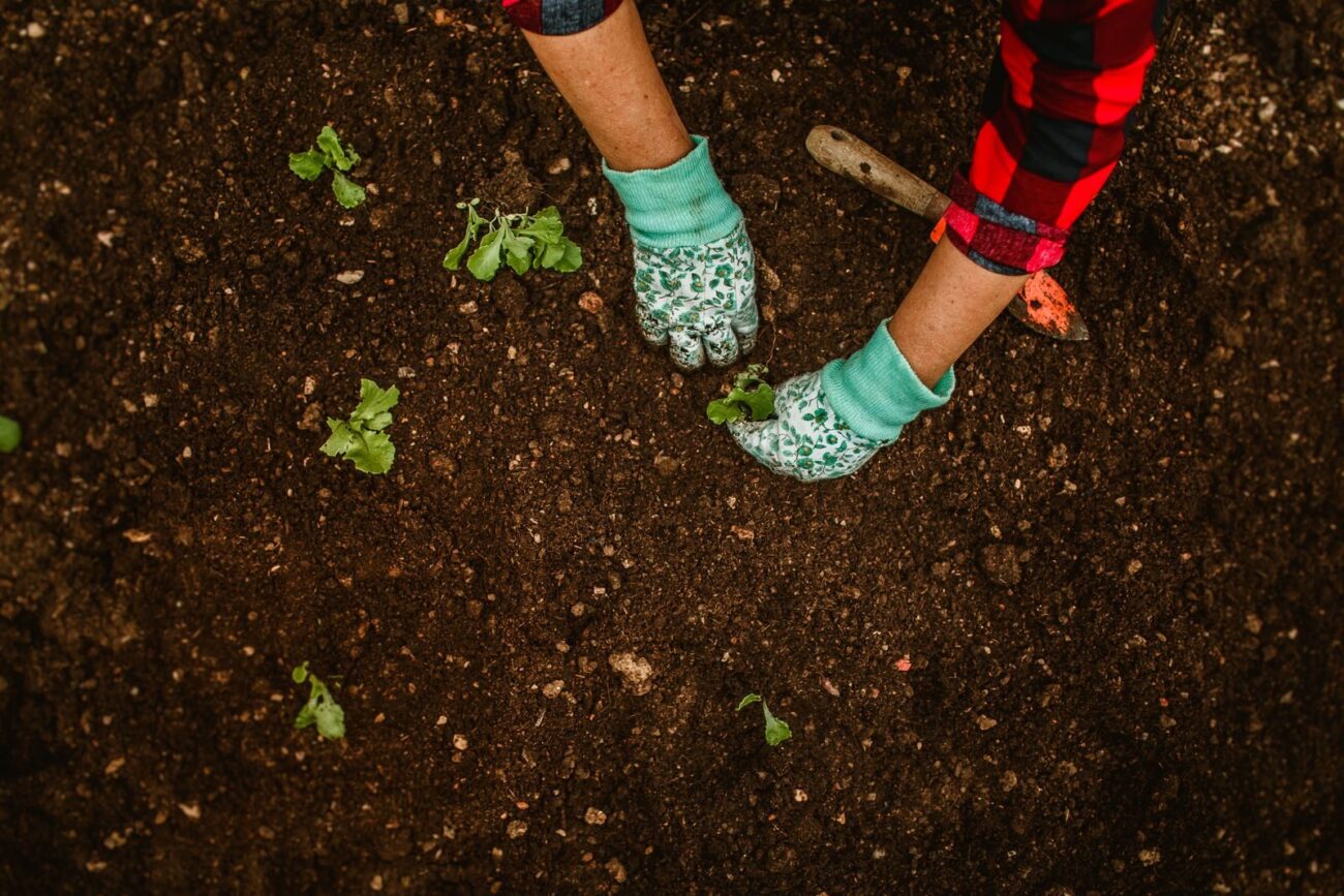 Gardener in gloves working dark healthy soil with a small seedling in an outdoor garden bed
