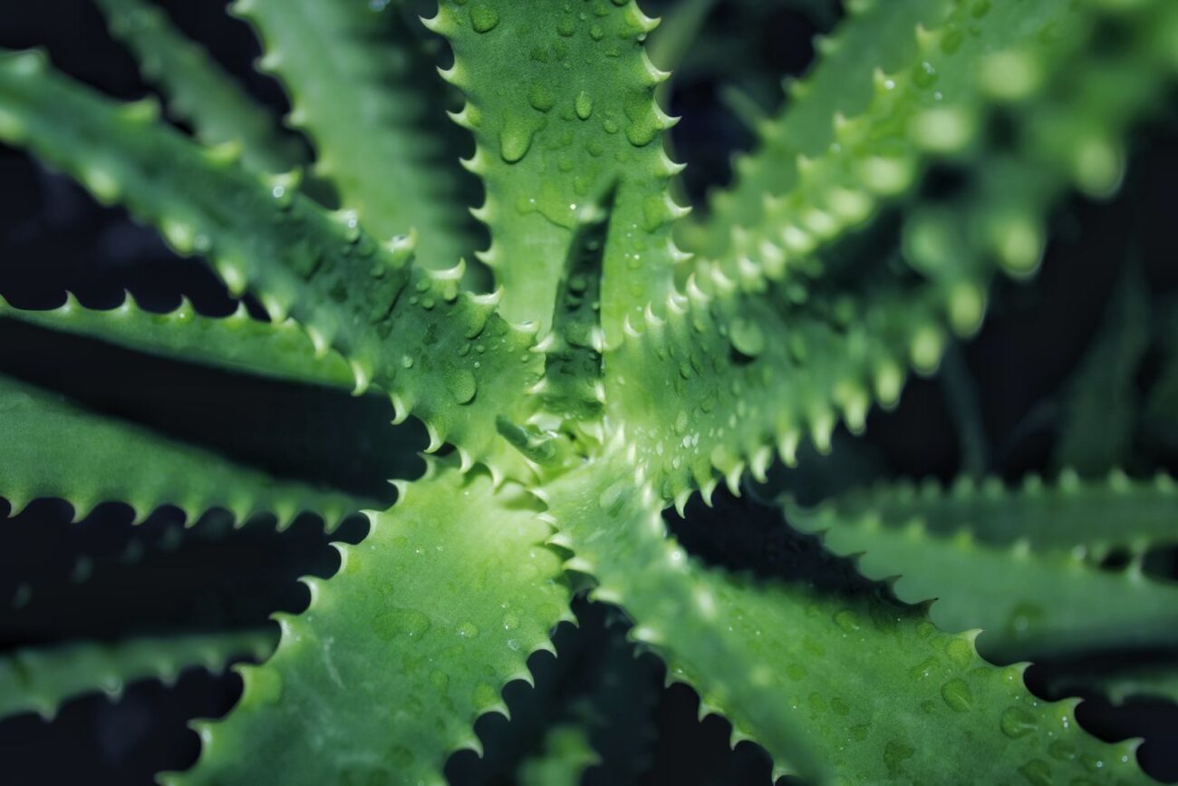 Close up overhead view of aloe vera plant showing thick fleshy leaves with serrated edges and water droplets
