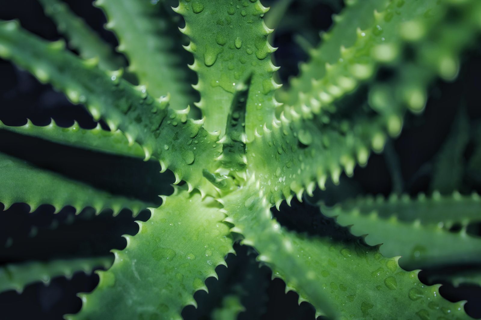 Close up overhead view of aloe vera plant showing thick fleshy leaves with serrated edges and water droplets