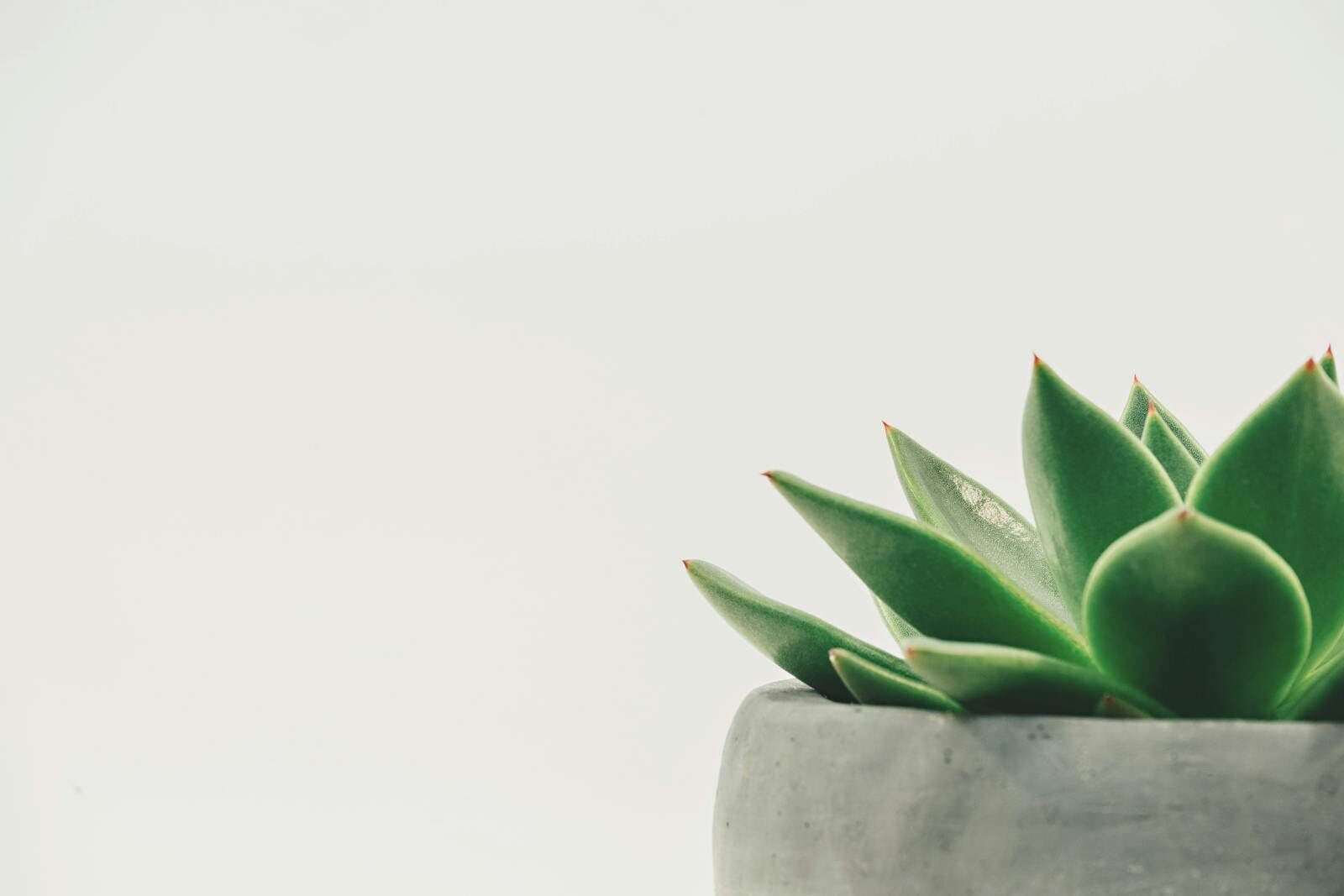 Echeveria succulent in a concrete pot on a white background