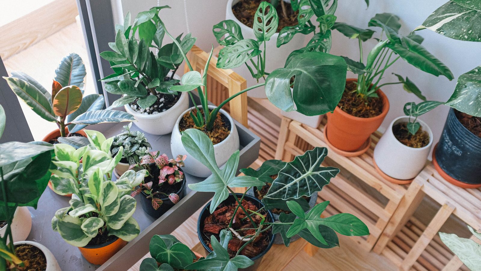 A collection of houseplants grouped together on a shelf, which builds a humid pocket of air around them