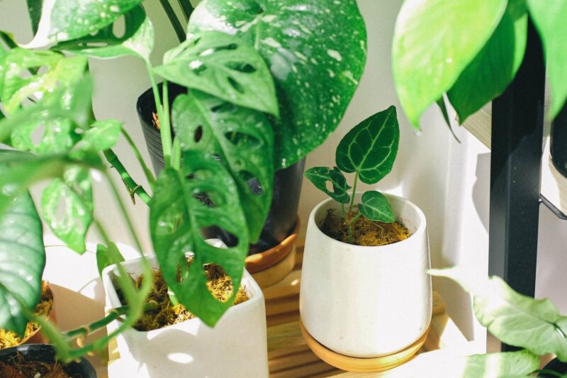 Do Indoor Plants Increase Humidity? What the Plant Science Shows