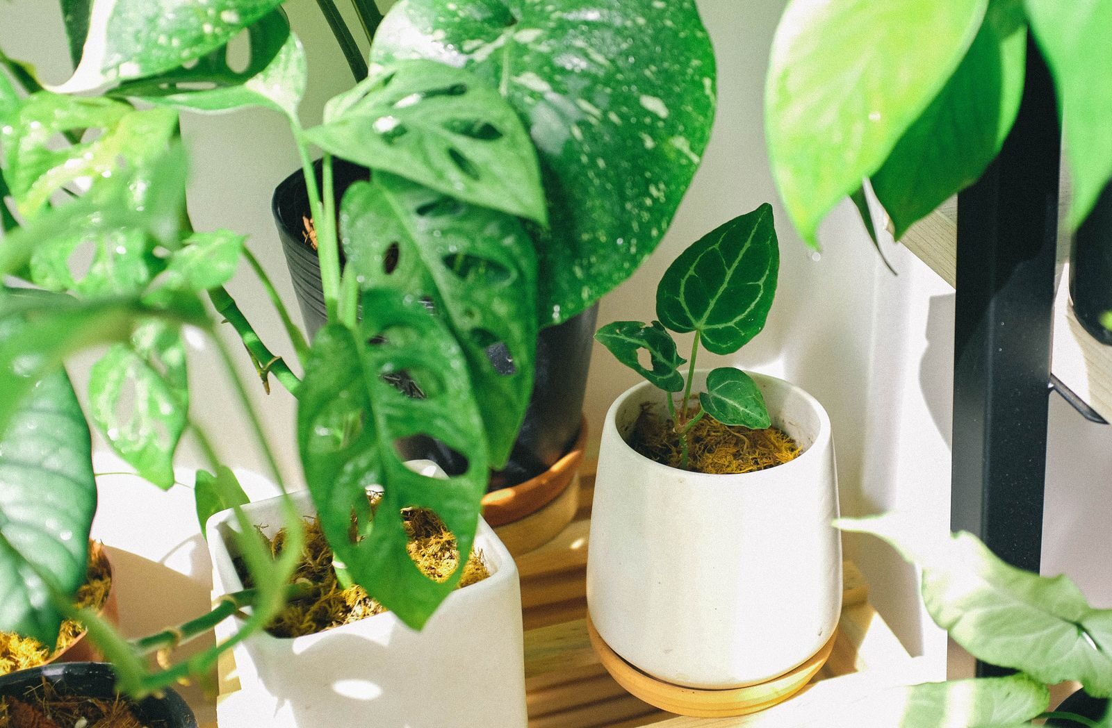 A group of leafy houseplants clustered together, the leafy thirsty types that add the most moisture to indoor air