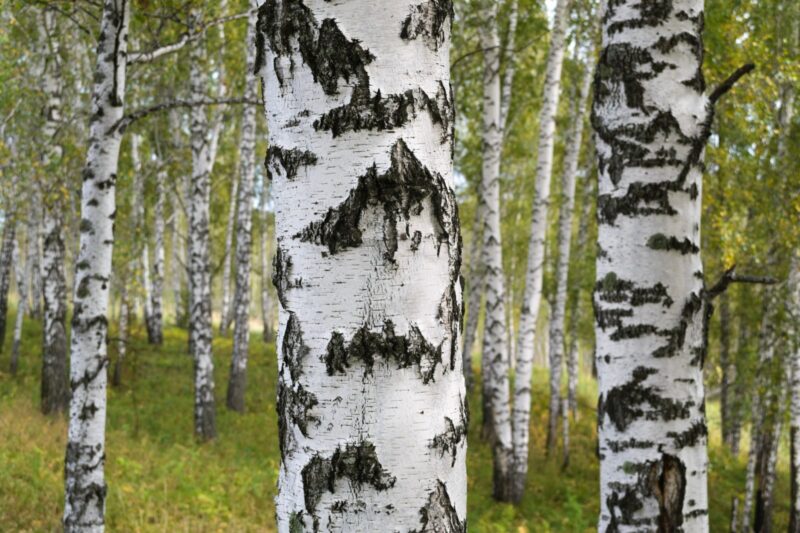 Silver Birch Extract in Skincare: What a Plant Biologist Who Studied Betula Pendula Actually Thinks