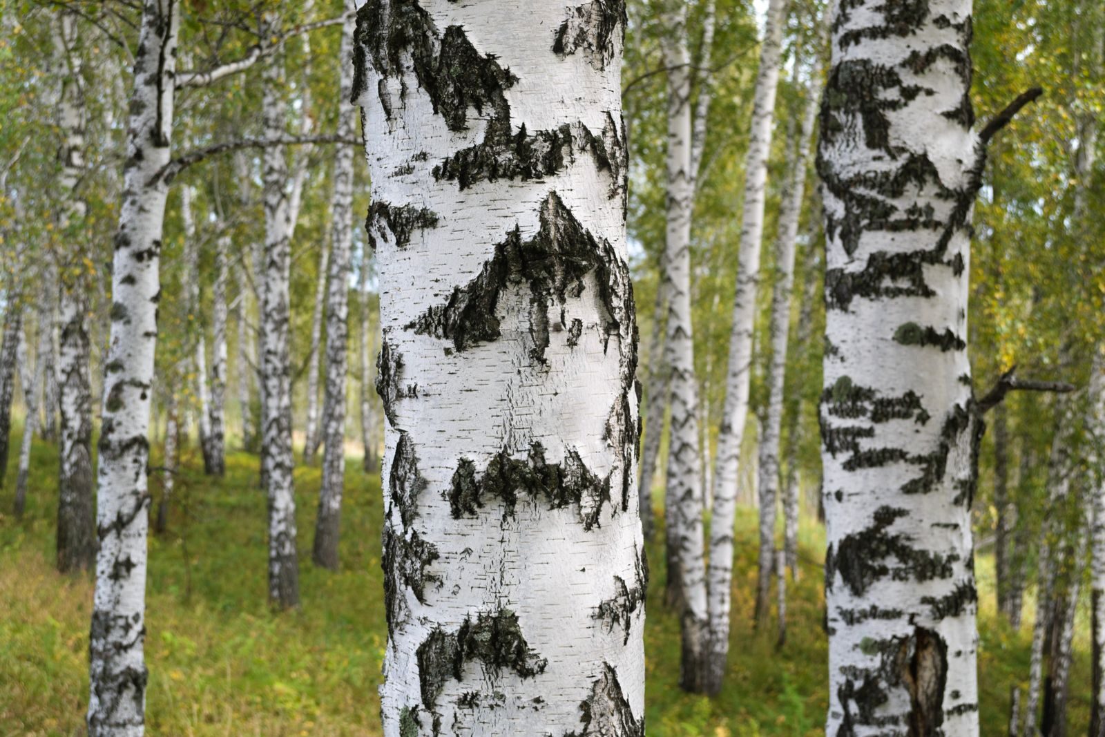 Silver birch trees showing characteristic white and black bark in a forest setting