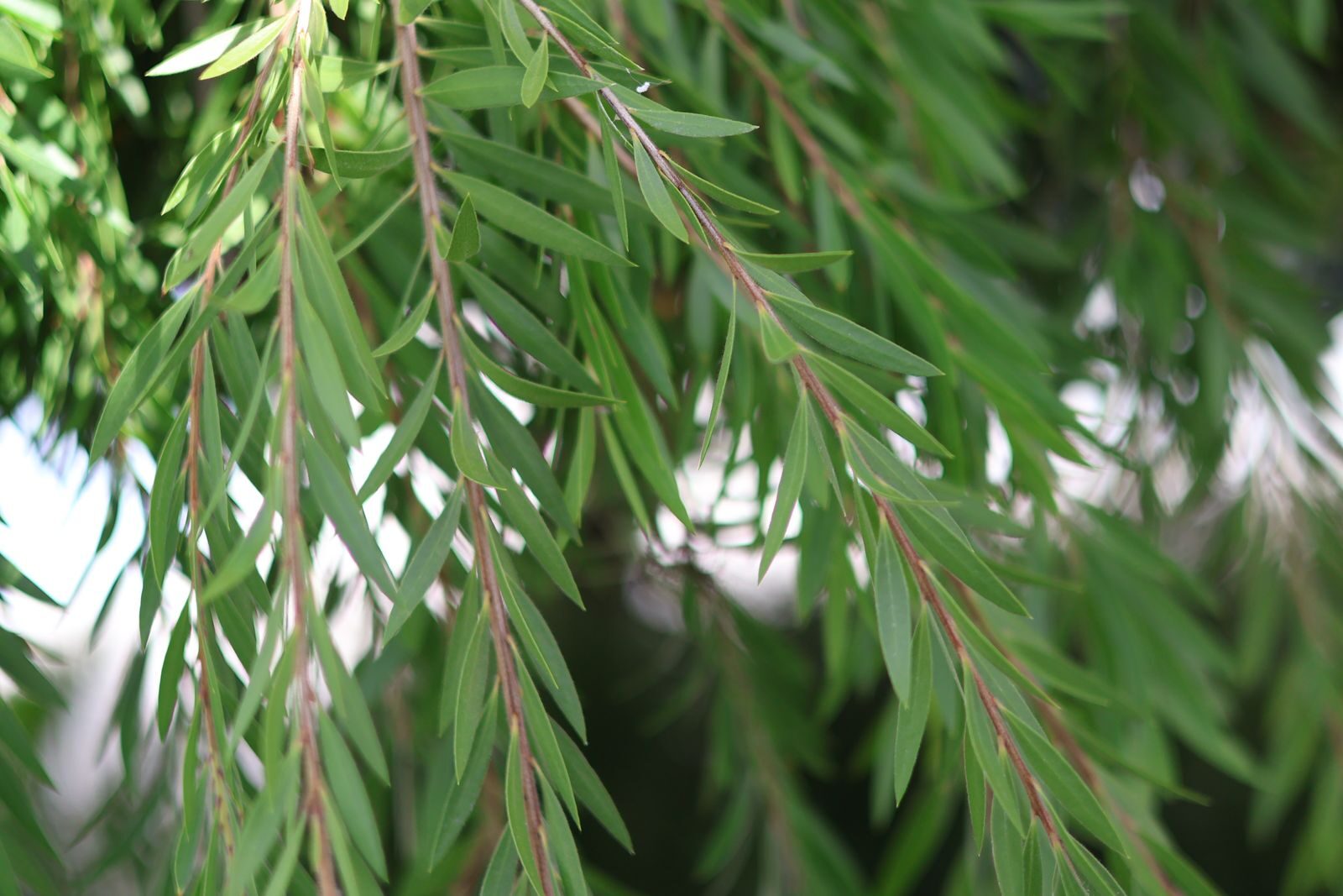 Narrow lance shaped leaves of Melaleuca tea tree plant showing the natural source of tea tree essential oil