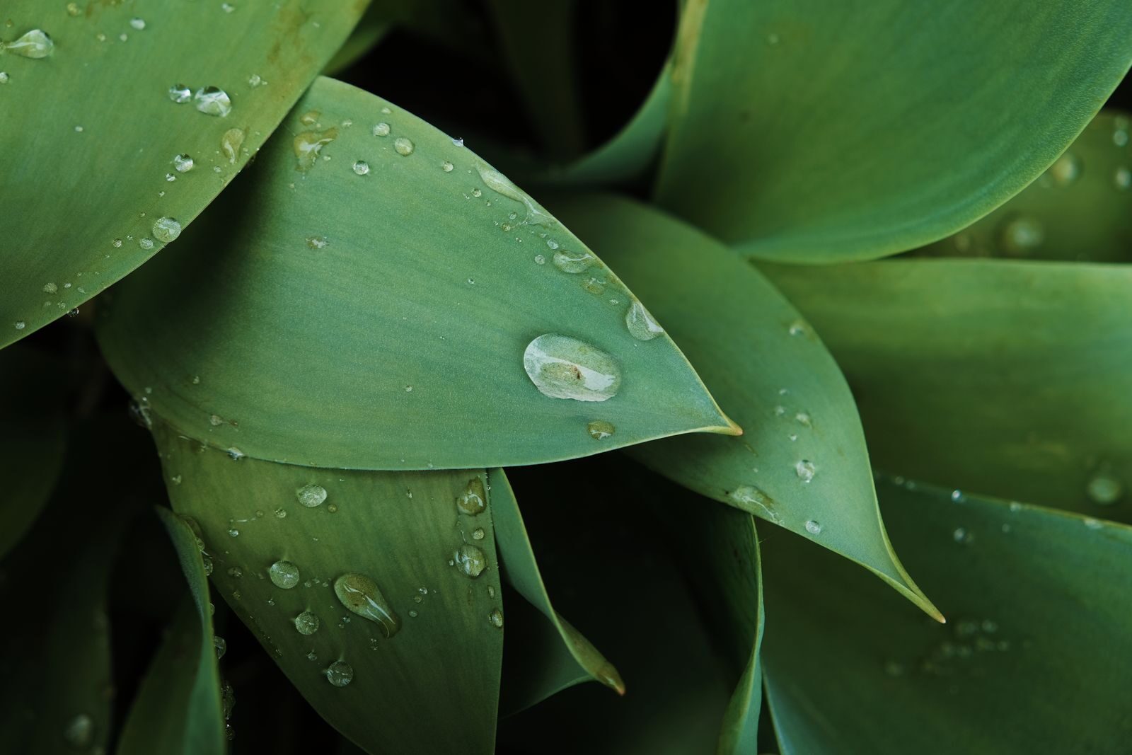 Water droplets on green leaves, showing the moisture plants release into the air through transpiration
