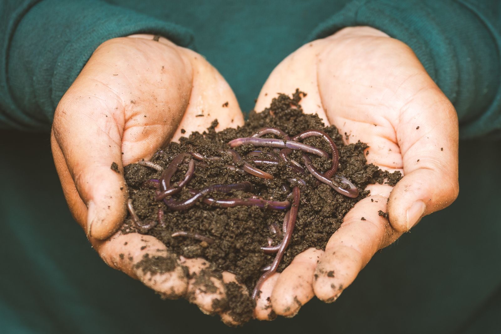 Hands holding dark garden soil with earthworms