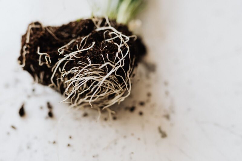 Do Mycorrhizal Inoculant Products Actually Work