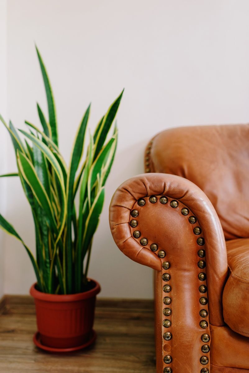 A snake plant in a living room, one of the shade-tolerant plants that cope with low light