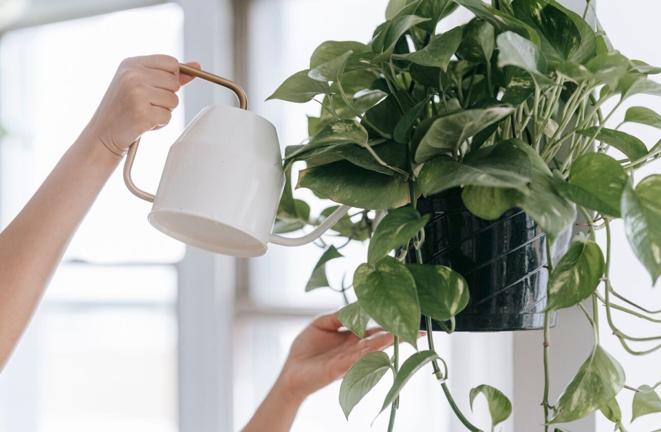 Hands watering a pothos plant with a white watering can in natural light