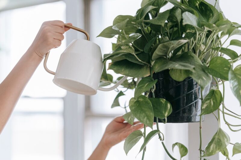 Do Indoor Plants Really Clean the Air