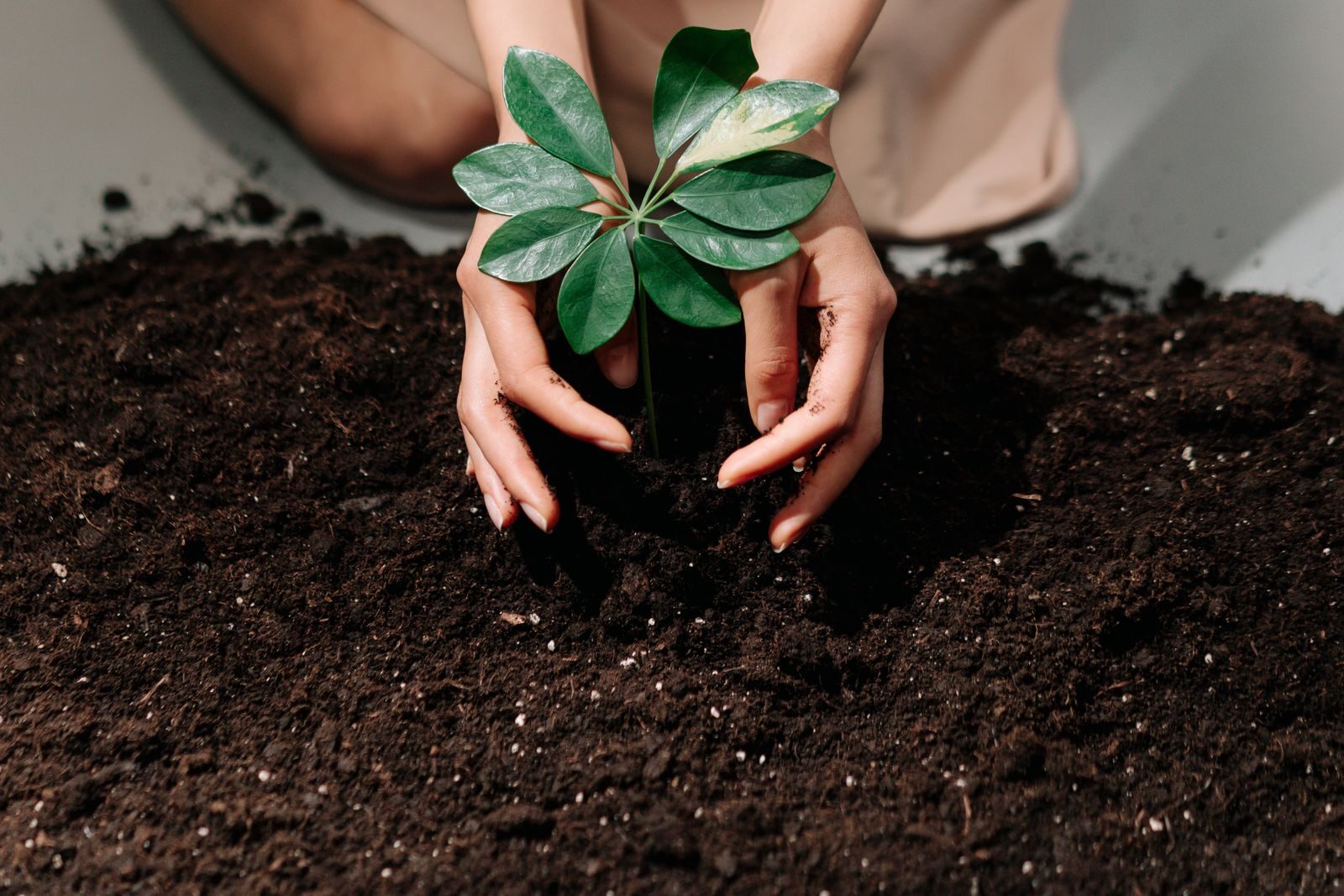 Hands planting a small seedling into dark rich garden soil