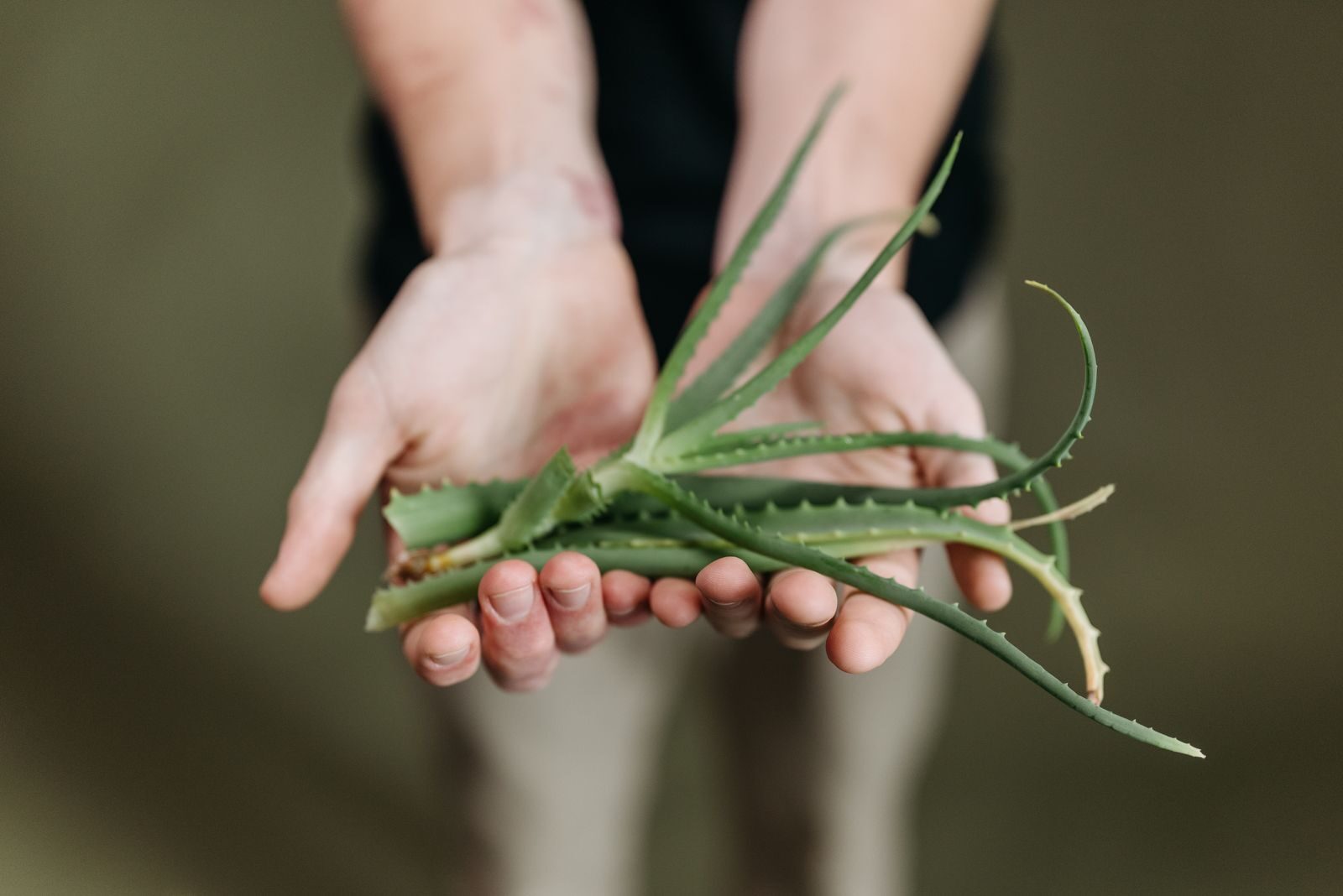 Hands holding freshly cut aloe vera leaves showing the raw plant material before processing