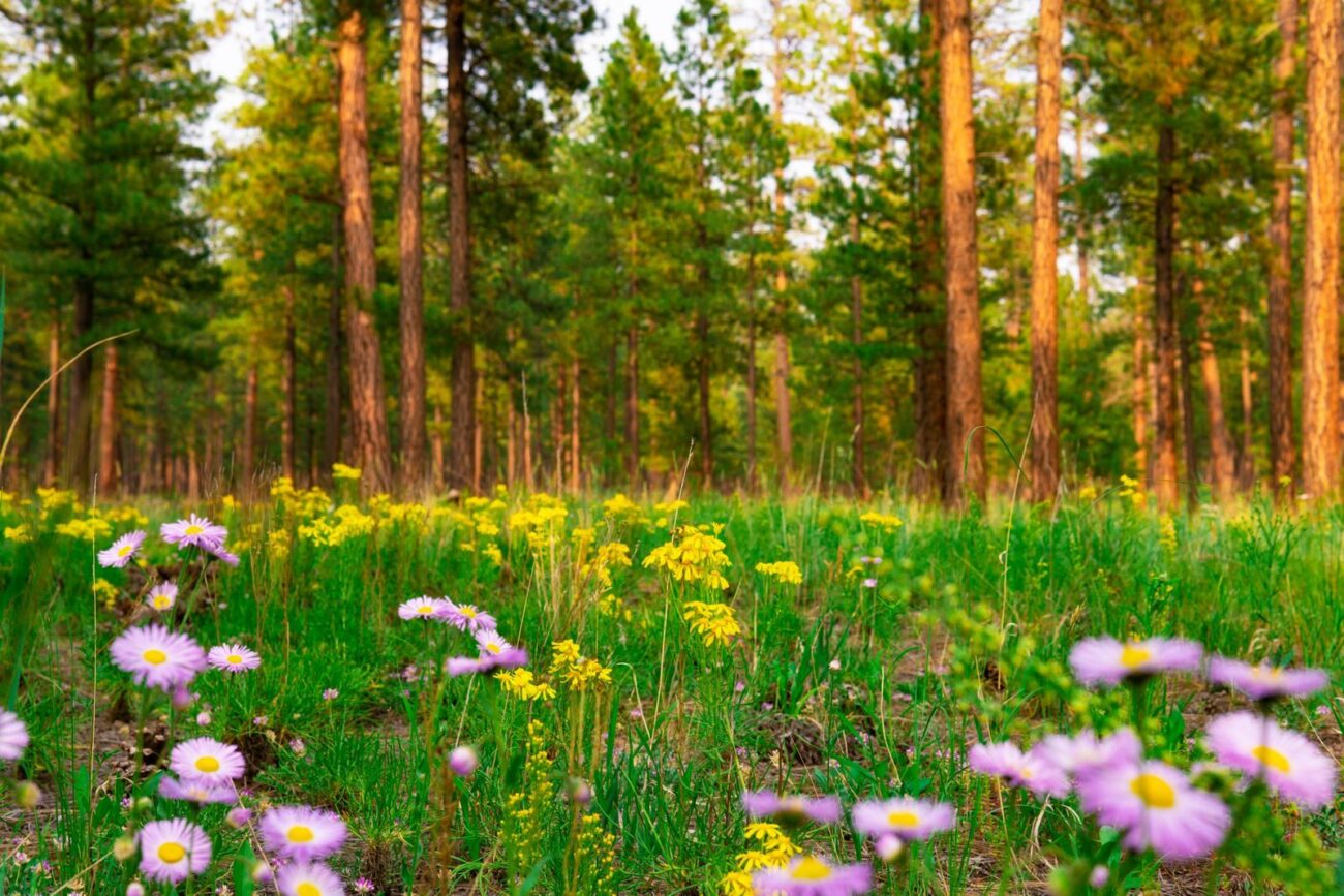 Purple and yellow native wildflowers growing in a sunlit forest meadow