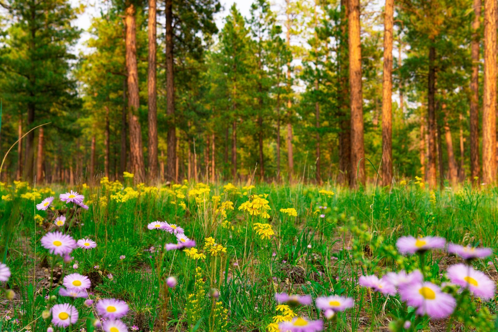 Purple and yellow native wildflowers growing in a sunlit forest meadow