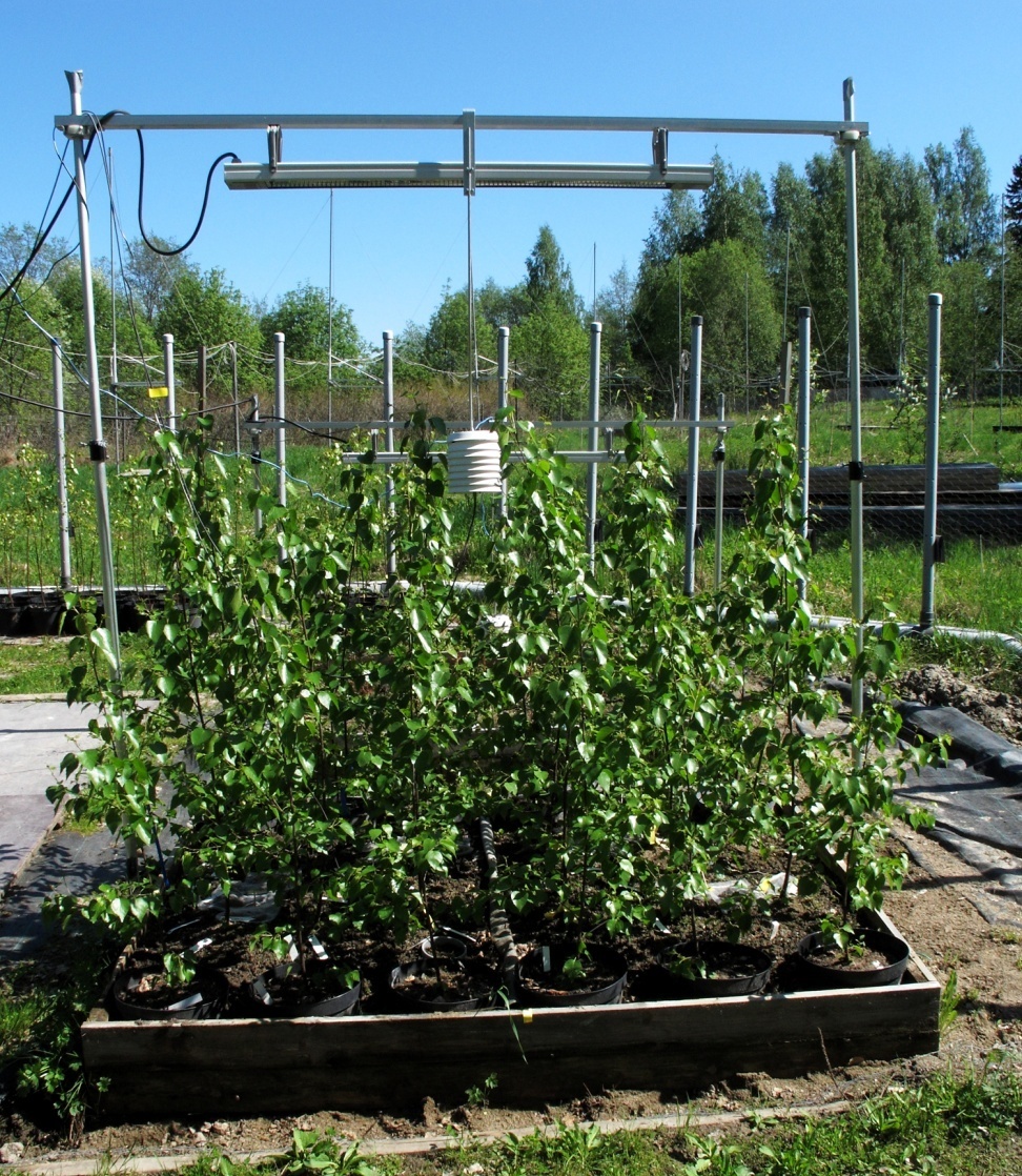 Field experiment with young birch trees under an overhead frame holding infrared heaters, used to study how birch genotypes respond to warming