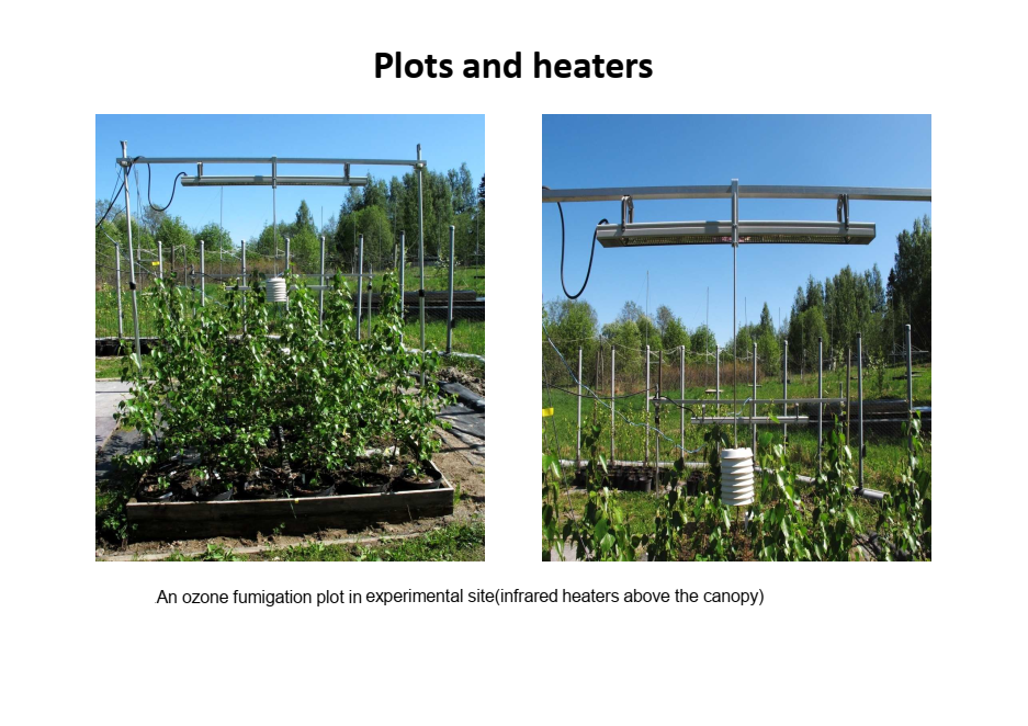 Silver birch trees in open-air experimental plots under elevated temperature and ozone stress treatments