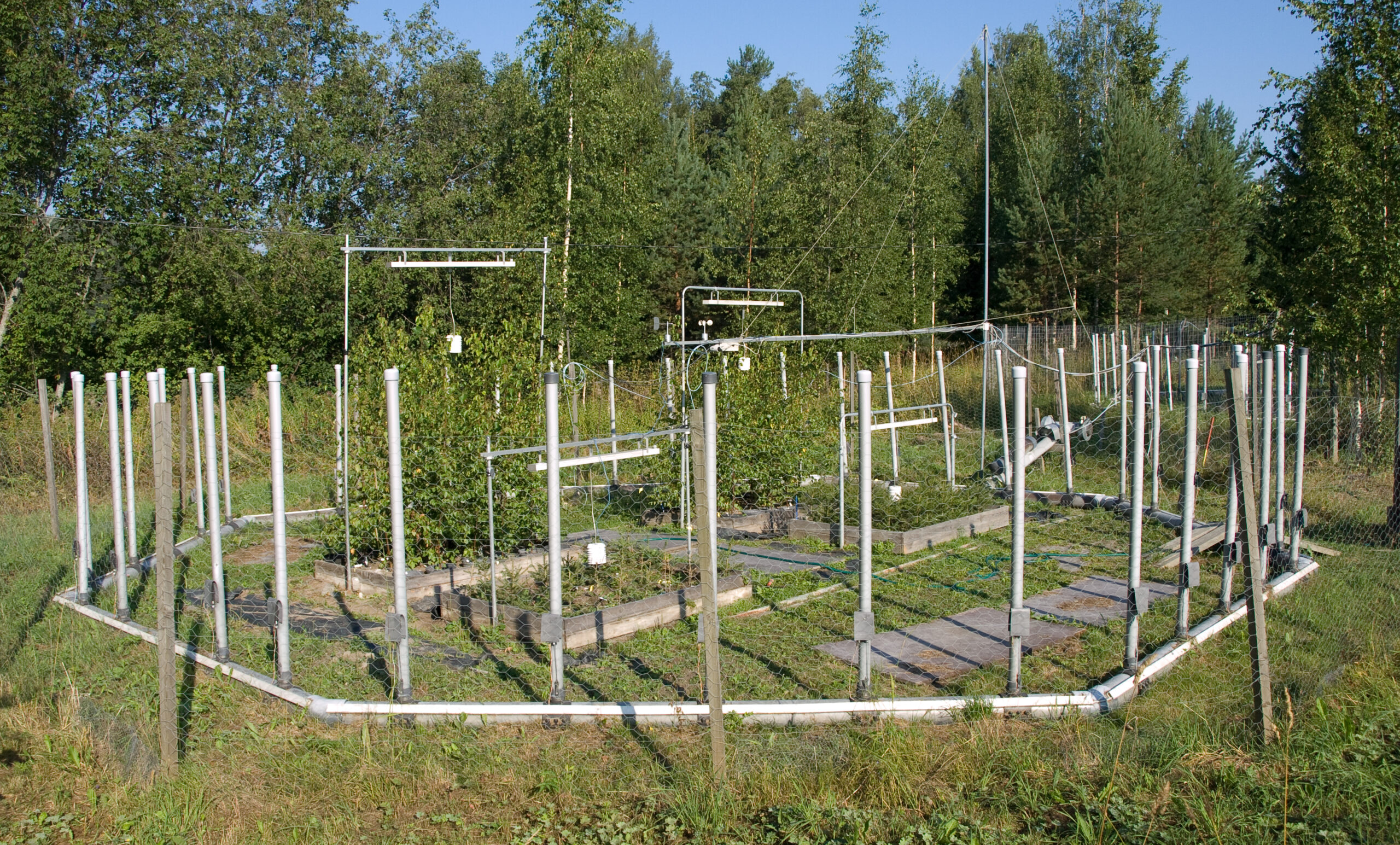 Open-air ozone exposure field experiment with silver birch trees at Ruohoniemi field site Finland