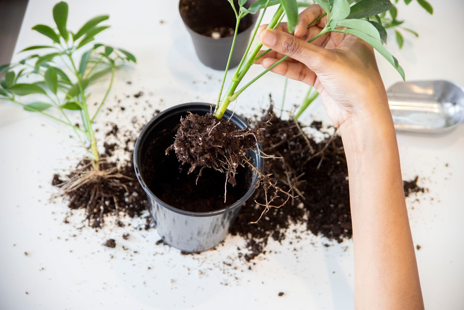 Repotting a houseplant showing loose dark potting soil and roots