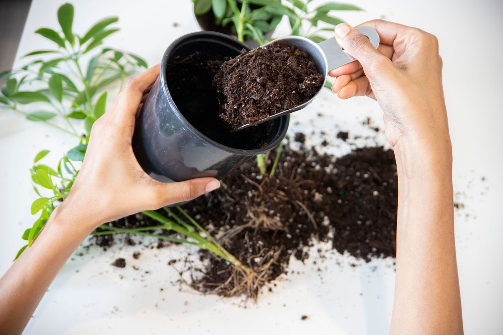 fungus-gnats-houseplant-soil