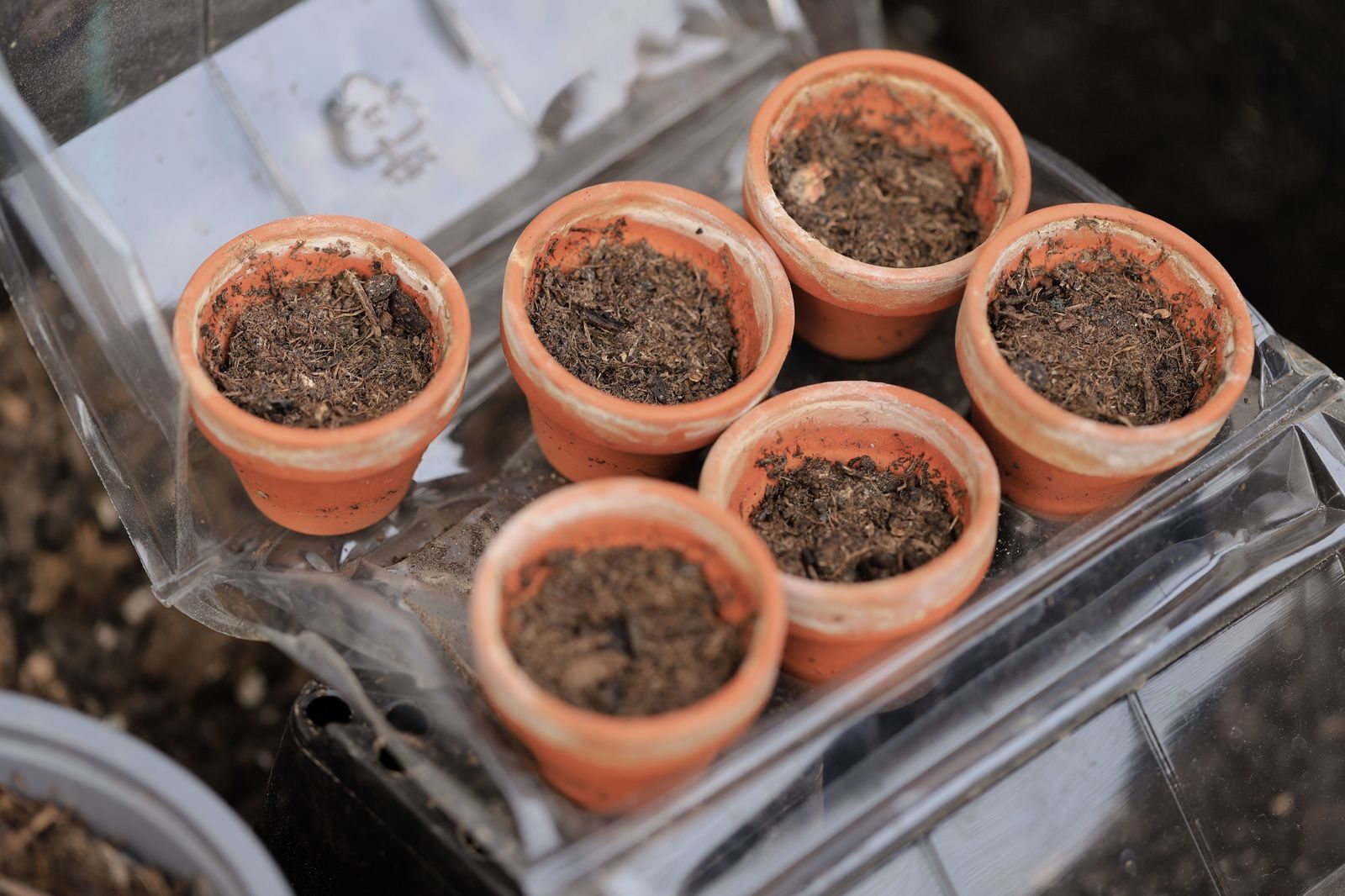 Small pots filled with potting soil, the kind of houseplant soil where white mould can appear