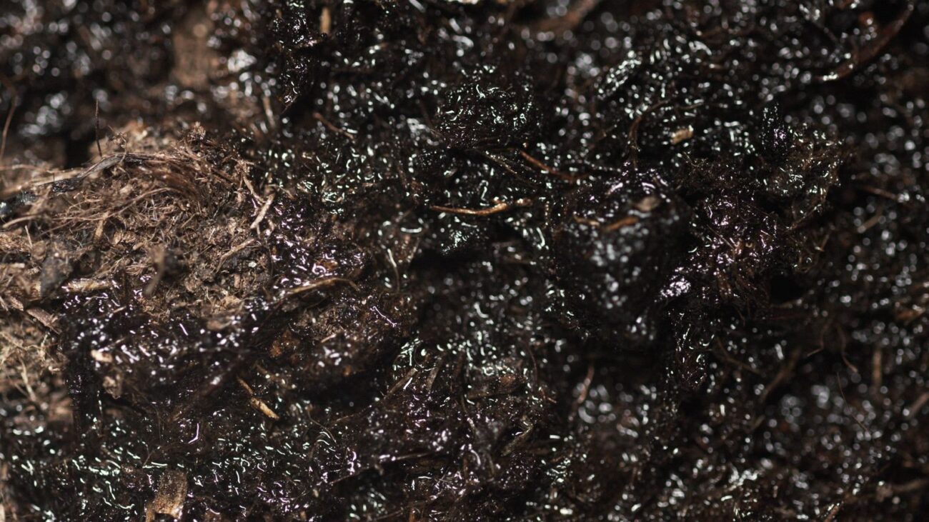 A close-up of soil with white mould growth on the surface, as seen on houseplant soil