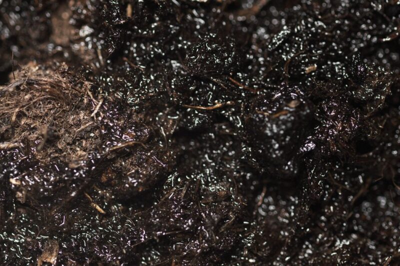 White Mould on Plant Soil: What It Is and What to Do