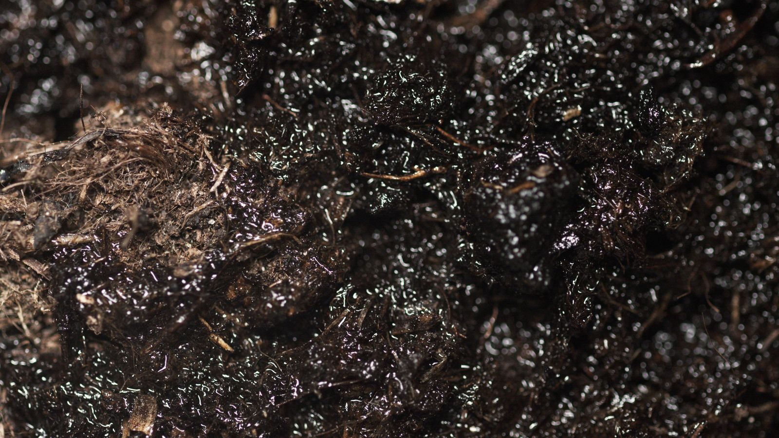 A close-up of soil with white mould growth on the surface, as seen on houseplant soil