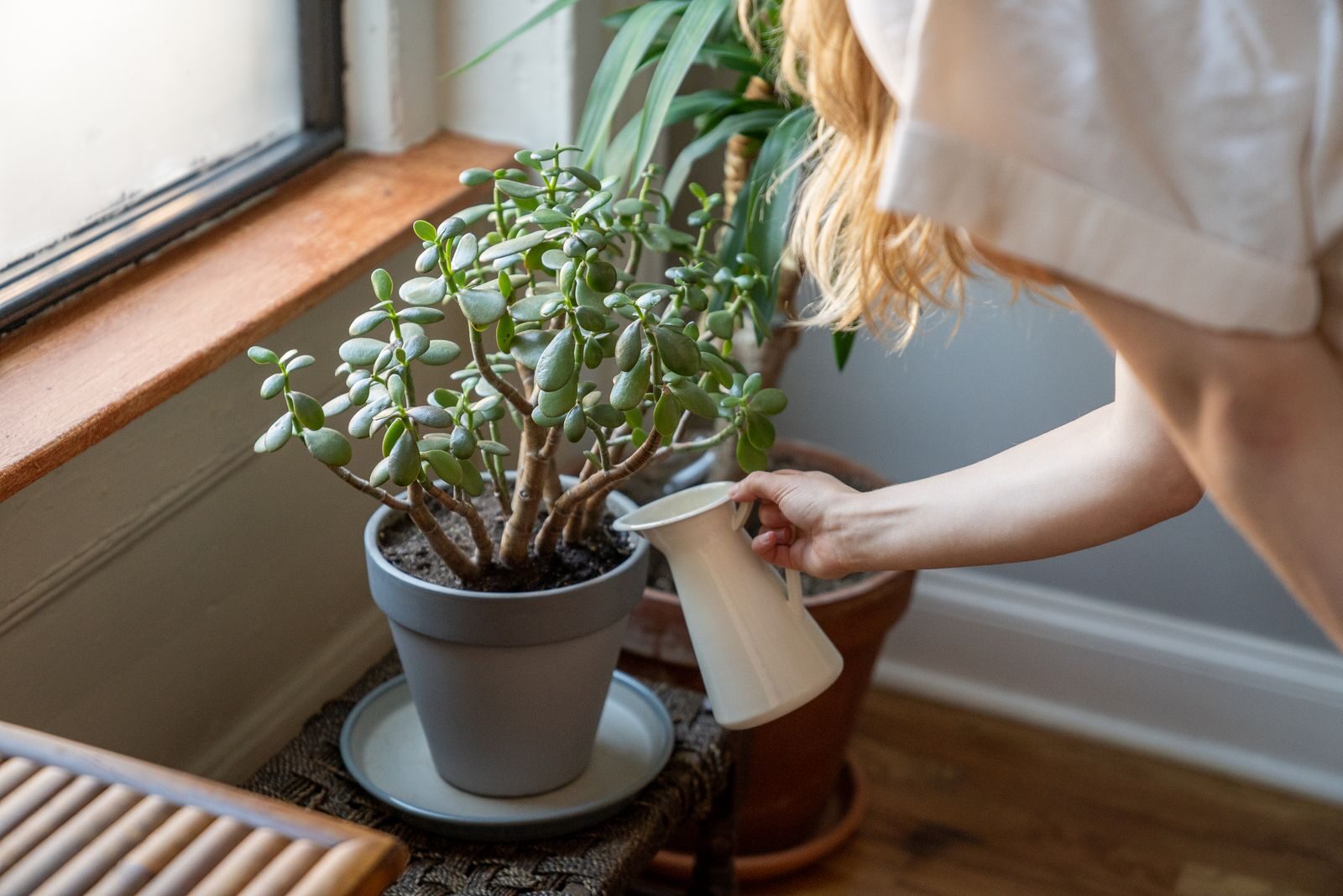 A person watering a potted houseplant, since overwatering is the main cause of mould on plant soil