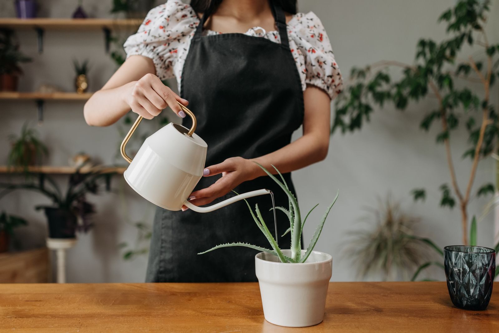Watering a houseplant from a white watering can indoors