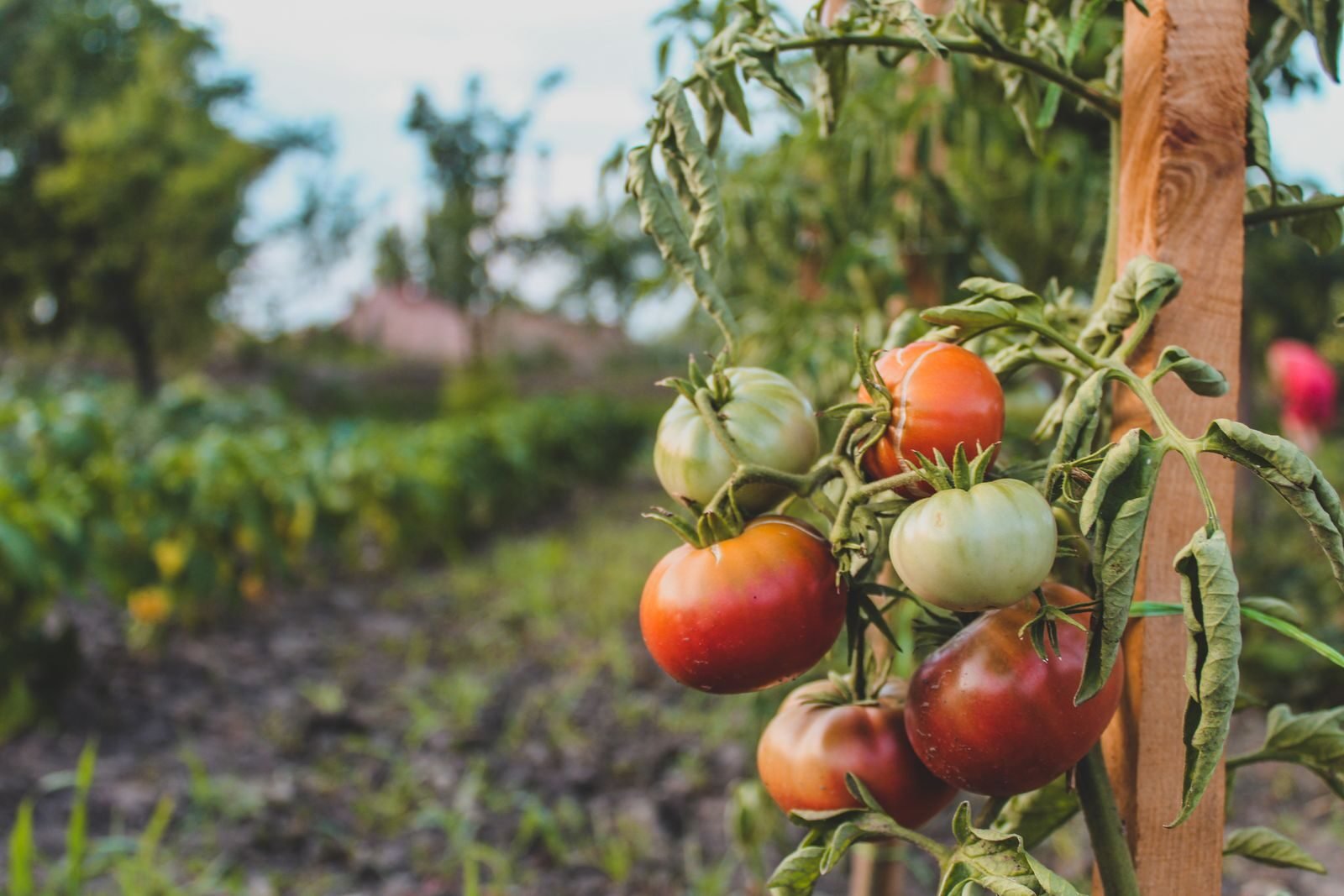 Ripening tomatoes on a staked vine in a garden