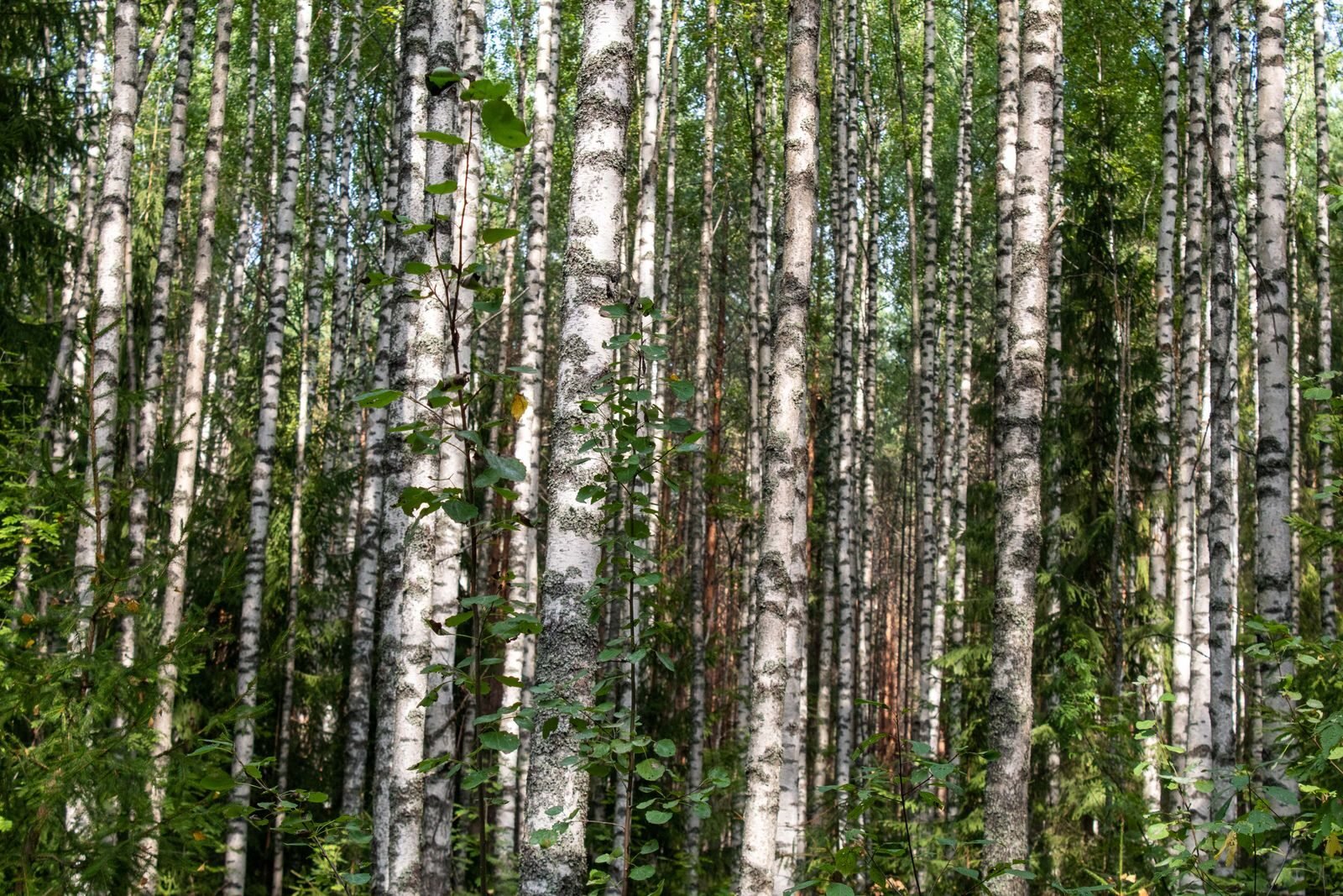 Birch trees in a forest, plants that form ectomycorrhizal partnerships