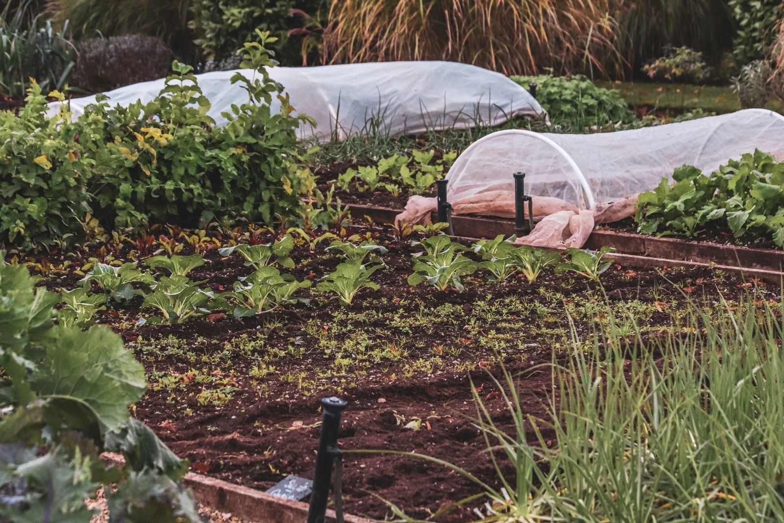A garden bed kept planted through the off season rather than left bare