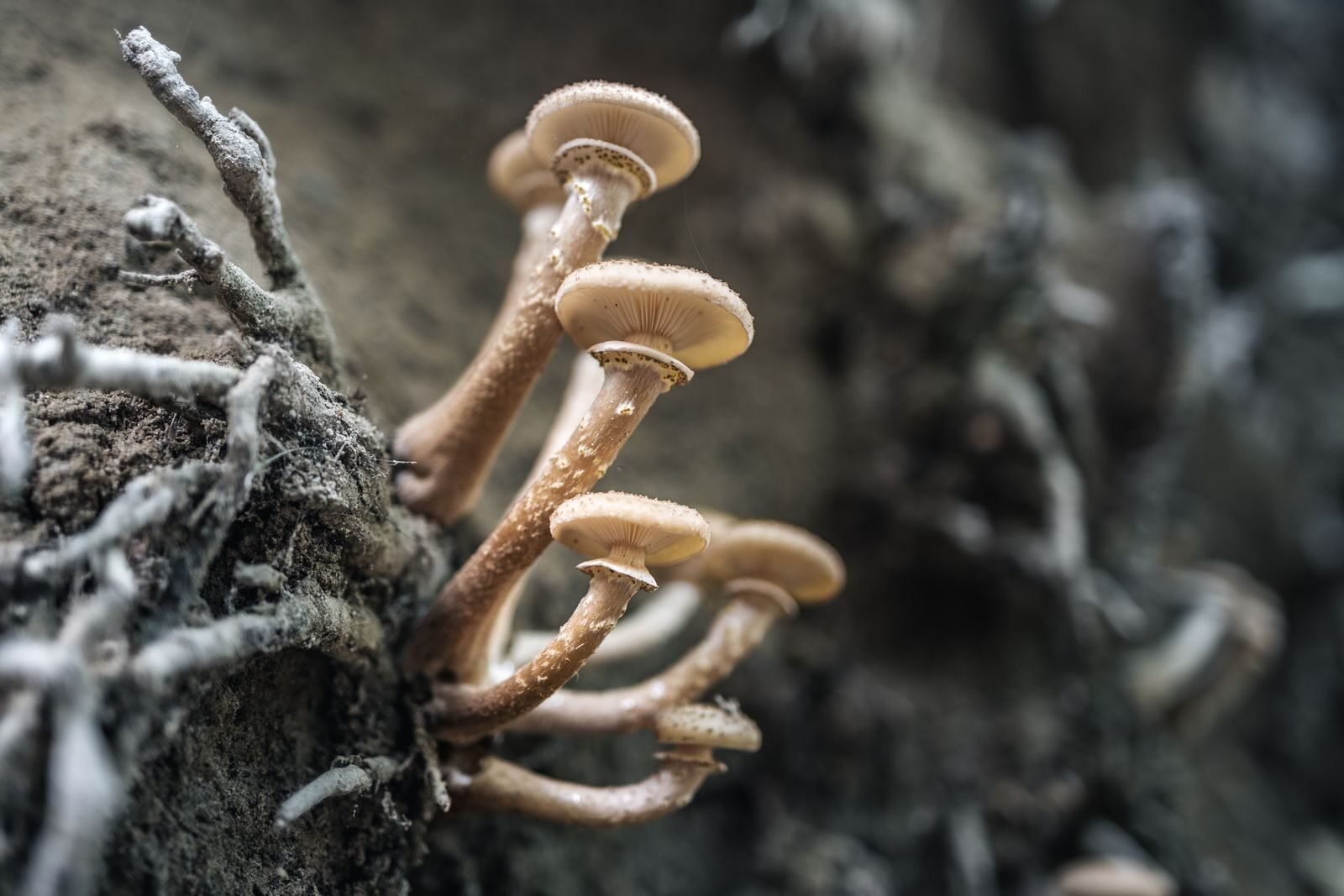 Fungal mycelium threads in soil near tree roots