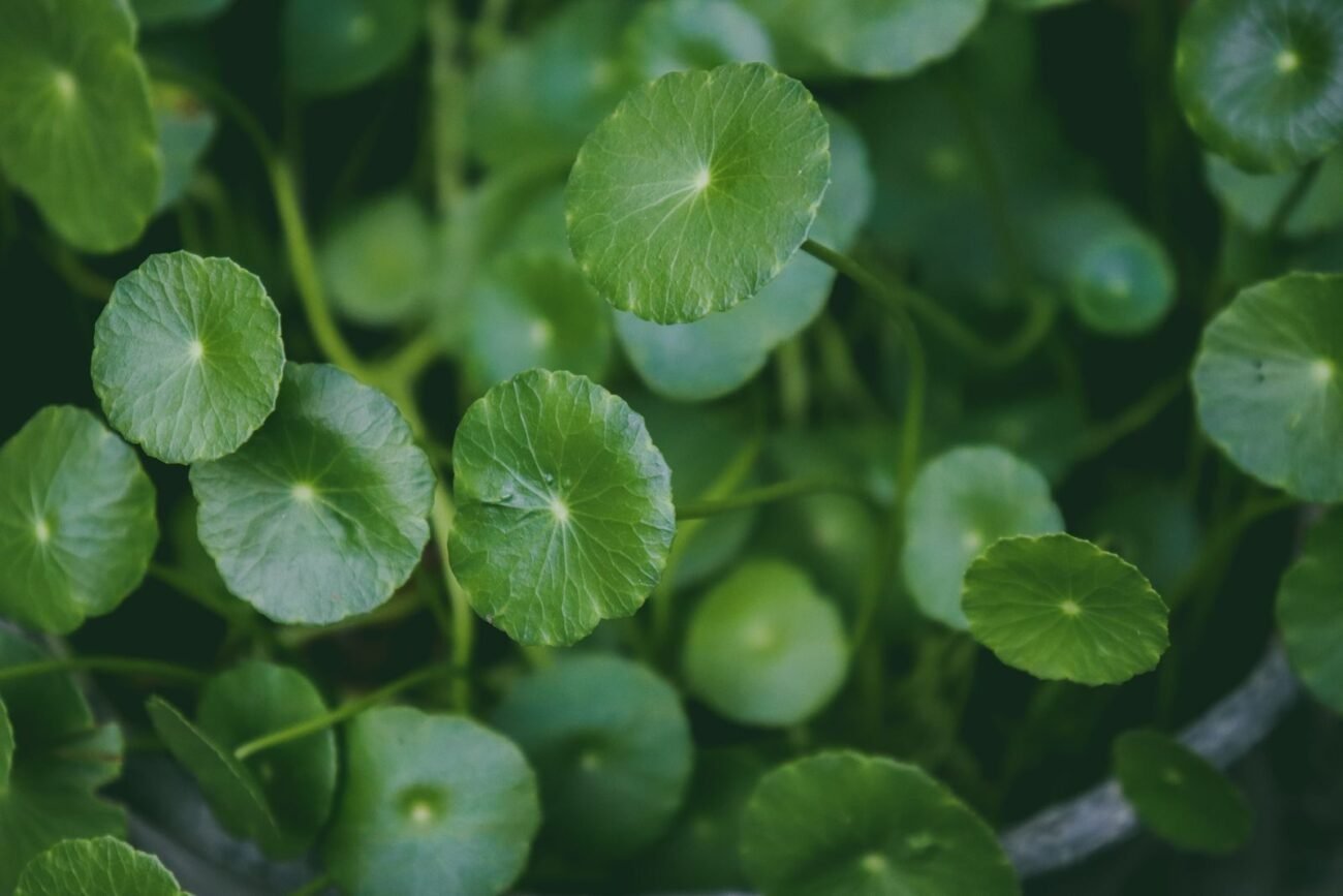 Centella asiatica plant, the source of cica skincare products