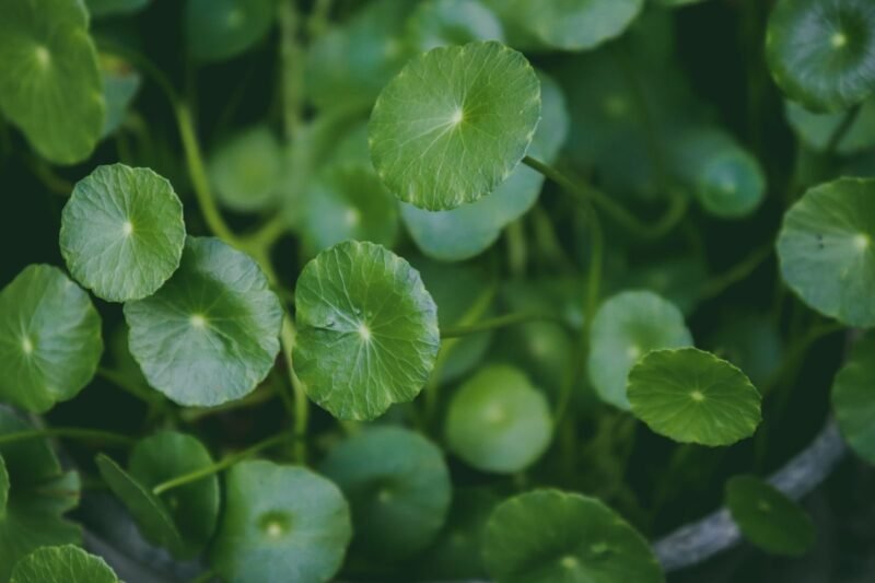 Centella Asiatica: The Plant Chemistry Behind the Cica Trend