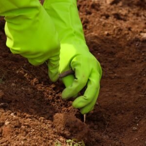 Hand digging into garden soil, which can break apart fungal networks
