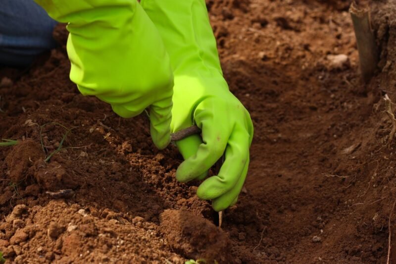 Stop Buying Mycorrhizal Fungi. Feed the Ones Already in Your Soil.